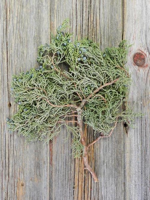 BERRIED JUNIPER 25# CHRISTMAS GREENS